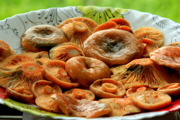 Raw Saffron milk cap mushrooms on a plate. Edible autumn mushroom. Saffron milk caps (Lactarius deliciosus). 