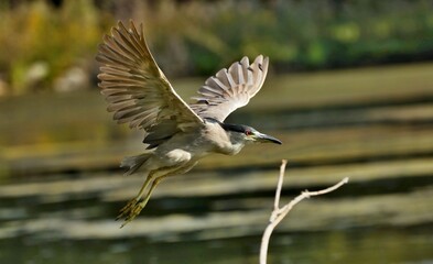Black-crowned Night-Herons
These social birds breed in colonies of stick nests usually built over water. They live in fresh, salt, and brackish wetlands.