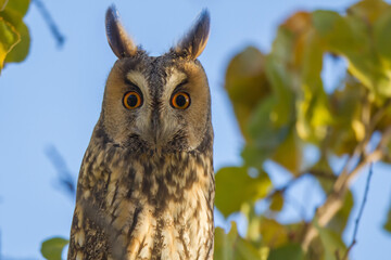 Long-eared Owl (Asio otus) front view perched, Background blue and yellow leaves.