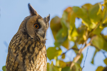 Long-eared Owl (Asio otus) side view perched, Background of blue and yellow leaves.