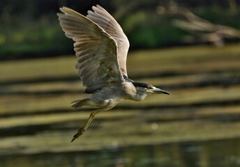 Black-crowned Night-Herons
These social birds breed in colonies of stick nests usually built over water. They live in fresh, salt, and brackish wetlands.