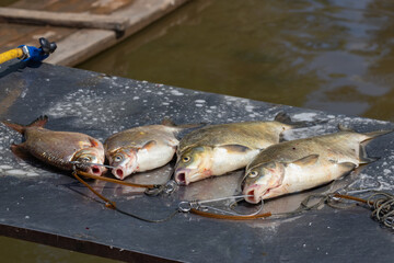 Fish Bream on a kukan on a cutting table