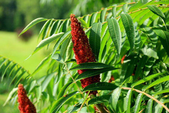 Rhus typhina, red blossom of sumac tree or vinegar tree. Staghorn sumac or velvet sumac 