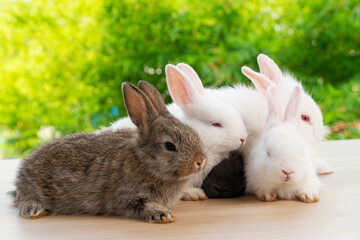 Easter bunny animal concept. Group of adorable little rabbits lying or sitting together on wooden board over bokeh nature background with sunlight.