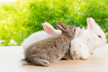 Easter bunny animal concept. Group of adorable little rabbits lying or sitting together on wooden board over bokeh nature background with sunlight.