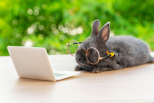 Easter holiday animal, technology e-learning concept. Baby bunny black wearing eye glasses with laptop sitting on the wood. Lovely baby rabbit looking at notebook on bokeh nature background.
