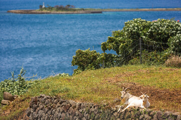 animals on the beach