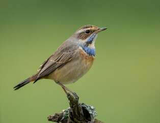 bluethroat; (Luscinia svecica).