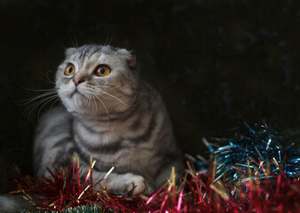 A lop-eared Scottish cat in New Year's tinsel