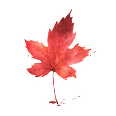 Watercolor red maple leaf