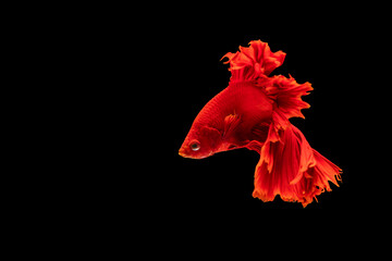Halfmoon Betta fighting fish in Thailand on isolated black background. The moving moment beautiful...