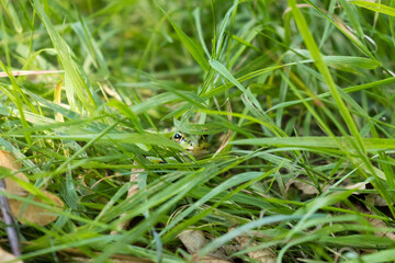 Rana temporaria grass frog rests in the green grass in the meadow, the green colors mask the frog and it becomes invisible - Nature reserve