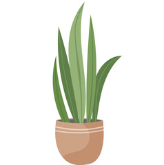 Vector illustration home plant flower in pot on white isolated background