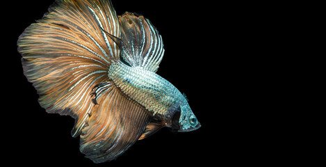 Rhythmic of betta fighting fish over isolated black background. The moving moment beautiful of orange siamese betta fish with copy space.