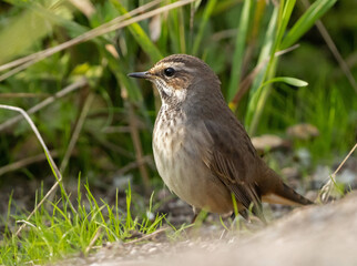 bluethroat; (Luscinia svecica).
