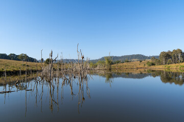 A swamp with dry dead trees, logs, and flowering cattails. Natural background.