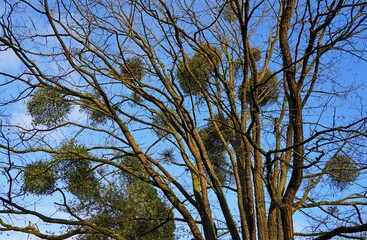 Tree branches filled with balls of fresh green mistletoe in winter
