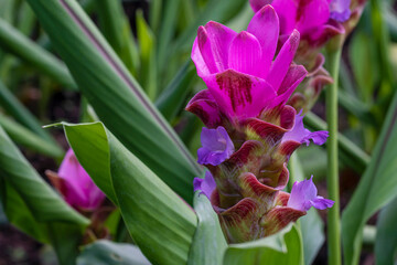 Curcuma alismatifolia (siam tulip) or zingiberaceae flower with green leaf on natural background.