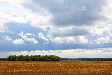 big beautiful clouds over wheat field with forest landscape