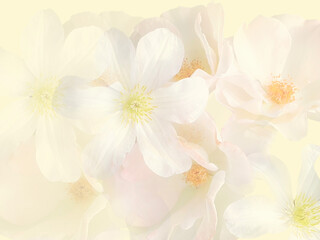 クレマチスとバラ　ふんわりとした背景素材　テクスチャ