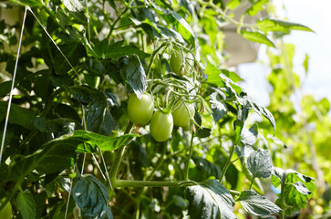 Tomato grows in a greenhouse. Growing fresh vegetables in a greenhouse