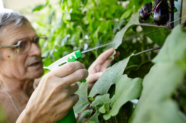 Old man gardening in home greenhouse. Eggplant grows in a greenhouse. Men's hands hold spray bottle and watering the aubergine plant