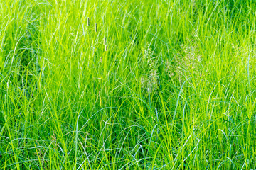 A kind of colorful green grass