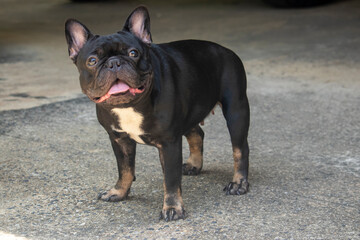 Black French Bulldog stand waiting 