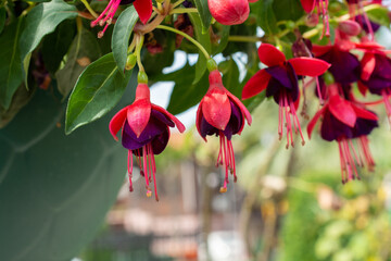 Closeup shot of bright pink fuchsia flowers in the garden