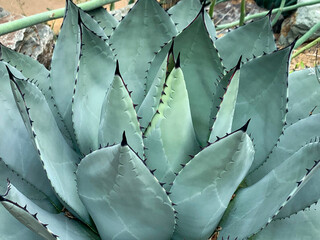 Fat plant