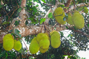 Jackfruit