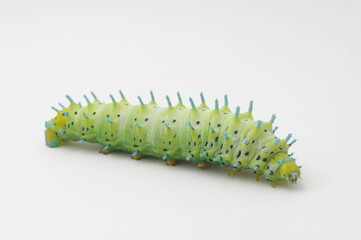 シンジュサンの幼虫 白背景   (Samia cynthia)