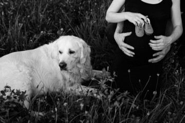 Black and white photo of Labrador lying in grass and his owners, pregnant couple holding children's shoes . Waiting for a child. An addition to the family. Funny moments.