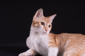 Cute orange cat lay on black background