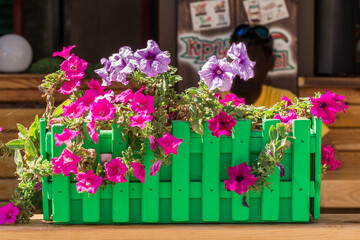 Outdoor flowers natural decorations outdoor plant nature decor street