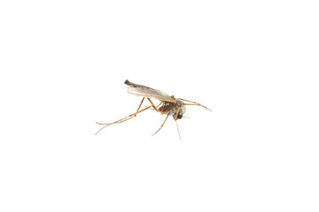 Closeup view of mosquito on white background