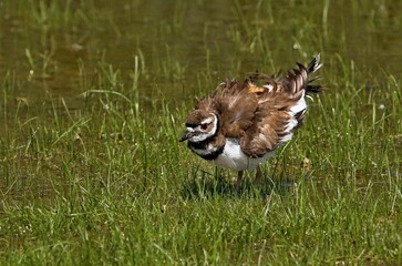 Killdeer are most commonly seen running quickly along the ground. Their main diet is invertebrates, such as worms and insects.are named for the noise they make in flight, which is a high-pitched 