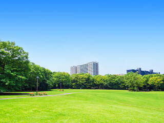 青空と緑の公園広場
