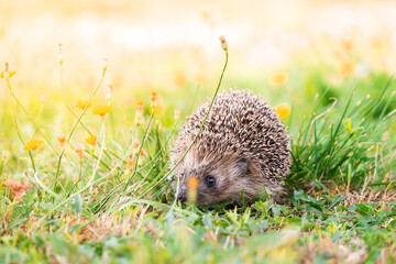 hedgehog on the grass.