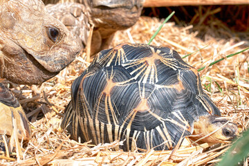 Afrikanische Spornschildkröten, Griechische Landschildkröten und eine Strahlenschildkröte aus...