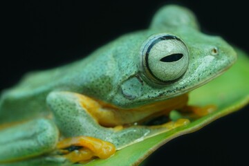 frog