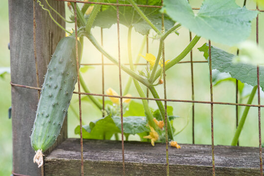Cucumber grows on a trellis in the garden