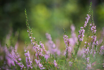 Forest floor of blooming pink heather (Calluna vulgaris) flowers close-up. 