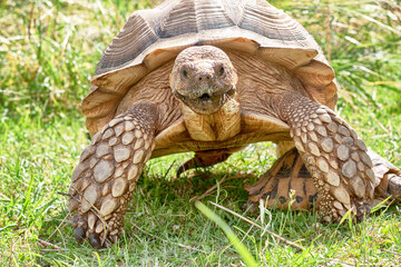 Afrikanische Spornschildkröten, Griechische Landschildkröten und eine Strahlenschildkröte aus Madagaskar