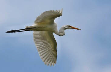 Snowy egrets
 eat mostly fish and crustaceans, frogs, snakes, worms and insects. They scurry around the water as they hunt, which is much more active than other herons and egrets, which stand still 