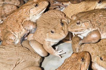 Obraz premium Frog in a cement pond.