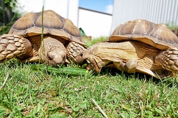 Afrikanische Spornschildkröten centrochelys sulcata