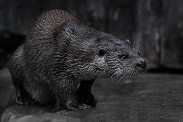 Aquatic animal Otter looks