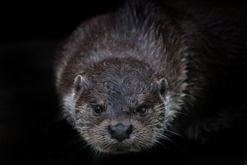  muzzle otter looks at you full face close-up isolated black background, mustache, manhole with...