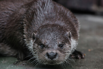 Portrait of a beautiful river otter muzzle close-up full face look at you, ready for anything